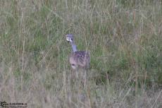 IMG 8249-Kenya, bird in Masai Mara